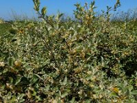 Elaeagnus umbellata 4, Schermolijfwilg, Saxifraga-Ed Stikvoort