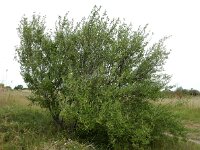 Elaeagnus umbellata 5, Schermolijfwilg, Saxifraga-Ed Stikvoort