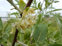 Elaeagnus umbellata 9, Schermolijfwilg, Saxifraga-Ed Stikvoort