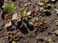 Elatine hexandra 10, Gesteeld glaskroos, Saxifraga-Ed Stikvoort : Halsters Laag A900