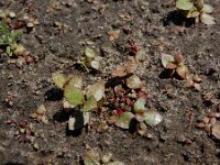 Elatine hexandra 12, Gesteeld glaskroos, Saxifraga-Ed Stikvoort : Halsters Laag A900