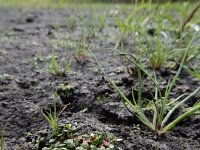 Elatine hexandra 16, Gesteeld glaskroos, Saxifraga-Ed Stikvoort : s9900