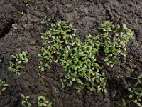 Elatine hexandra 19, Gesteeld glaskroos, Saxifraga-Ed Stikvoort : s9900
