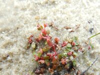 Elatine hexandra 7, Gesteeld glaskroos, Saxifraga-Rutger Barendse