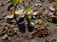 Elatine hexandra 9, Gesteeld glaskroos, Saxifraga-Ed Stikvoort : Halsters Laag A900