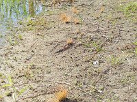 Eleocharis engelmannii 2, Kale waterbies, Saxifraga-Rutger Barendse