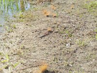 Eleocharis engelmannii 2, Saxifraga-Rutger Barendse