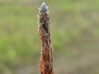 Eleocharis engelmannii 5, Saxifraga-Rutger Barendse