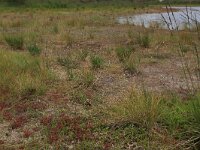 Eleocharis multicaulis 10, Veelstengelige waterbies, Saxifraga-Hans Boll