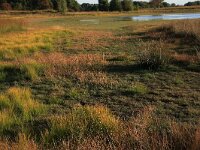 Eleocharis multicaulis 14, Veelstengelige waterbies, Saxifraga-Hans Boll