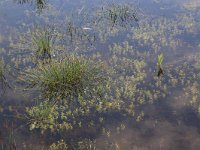 Eleocharis multicaulis 17, Veelstengelige waterbies, Saxifraga-Hans Boll