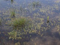 Eleocharis multicaulis 17, Veelstengelige waterbies, Saxifraga-Hans Boll