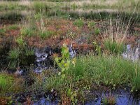 Eleocharis multicaulis 20, Veelstengelige waterbies, Saxifraga-Hans Boll