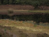 Eleocharis multicaulis 30, Veelstengelige waterbies, Saxifraga-Hans Boll