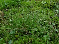 Eleocharis multicaulis 36, Veelstengelige waterbies, Saxifraga-Ed Stikvoort