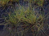 Eleocharis multicaulis 37, Veelstengelige waterbies, Saxifraga-Ed Stikvoort