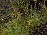 Eleocharis multicaulis 38, Veelstengelige waterbies, Saxifraga-Ed Stikvoort