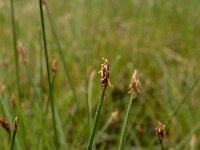 Eleocharis multicaulis 39, Veelstengelige waterbies, Saxifraga-Ed Stikvoort