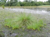 Eleocharis multicaulis 6, Veelstengelige waterbies, Saxifraga-Rutger Barendse