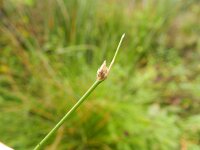 Eleocharis multicaulis 8, Veelstengelige waterbies, Saxifraga-Rutger Barendse