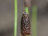 Eleocharis obtusa 3, Saxifraga-Rutger Barendse