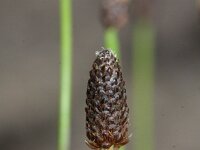 Eleocharis obtusa 3, Stompe waterbies, Saxifraga-Rutger Barendse