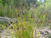 Eleocharis obtusa 4, Saxifraga-Rutger Barendse