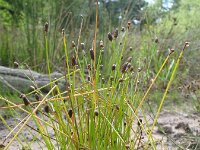 Eleocharis obtusa 4, Stompe waterbies, Saxifraga-Rutger Barendse