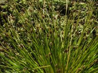 Eleocharis ovata 4, Eivormige waterbies, Saxifraga-Rutger Barendse