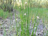 Eleocharis palustris 10, Gewone waterbies, Saxifraga-Rutger Barendse