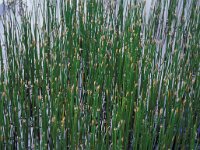 Eleocharis palustris 2, Gewone waterbies, Saxifraga-Piet Zomerdijk