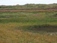 Eleocharis palustris 24, Gewone waterbies, Saxifraga-Hans Boll