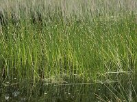 Eleocharis palustris 24, Gewone waterbies, Saxifraga-Willem van Kruijsbergen