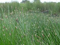 Eleocharis palustris 25, Gewone waterbies, Saxifraga-Jelle van Dijk