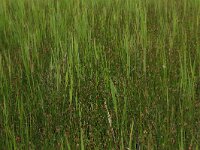 Eleocharis palustris 28, Gewone waterbies, Saxifraga-Hans Boll