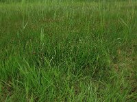 Eleocharis palustris 29, Gewone waterbies, Saxifraga-Hans Boll