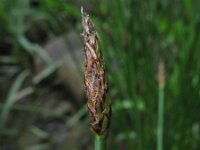 Eleocharis palustris 3, Gewone waterbies, Saxifraga-Rutger Barendse