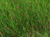 Eleocharis palustris 30, Gewone waterbies, Saxifraga-Hans Boll