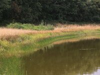 Eleocharis palustris 32, Gewone waterbies, Saxifraga-Hans Boll