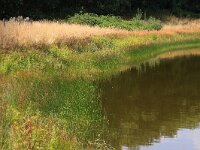 Eleocharis palustris 33, Gewone waterbies, Saxifraga-Hans Boll
