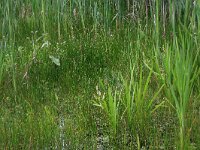 Eleocharis palustris 35, Gewone waterbies, Saxifraga-Hans Boll