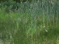 Eleocharis palustris 36, Gewone waterbies, Saxifraga-Hans Boll