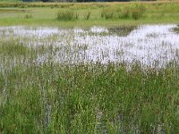 Eleocharis palustris 37, Gewone waterbies, Saxifraga-Hans Boll