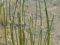Eleocharis palustris 4, Gewone waterbies, Saxifraga-Willem van Kruijsbergen