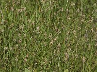 Eleocharis palustris 42, Gewone waterbies, Saxifraga-Willem van Kruijsbergen