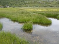 Eleocharis palustris 46, Gewone waterbies, Saxifraga-Willem van Kruijsbergen