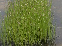Eleocharis palustris 47, Gewone waterbies, Saxifraga-Willem van Kruijsbergen