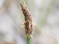 Eleocharis palustris 5, Gewone waterbies, Saxifraga-Rutger Barendse