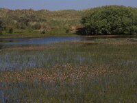 Eleocharis palustris 8, Gewone waterbies, Saxifraga-Hans Boll
