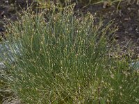 Eleocharis quinqueflora 21, Armbloemige waterbies, Saxifraga-Willem van Kruijsbergen